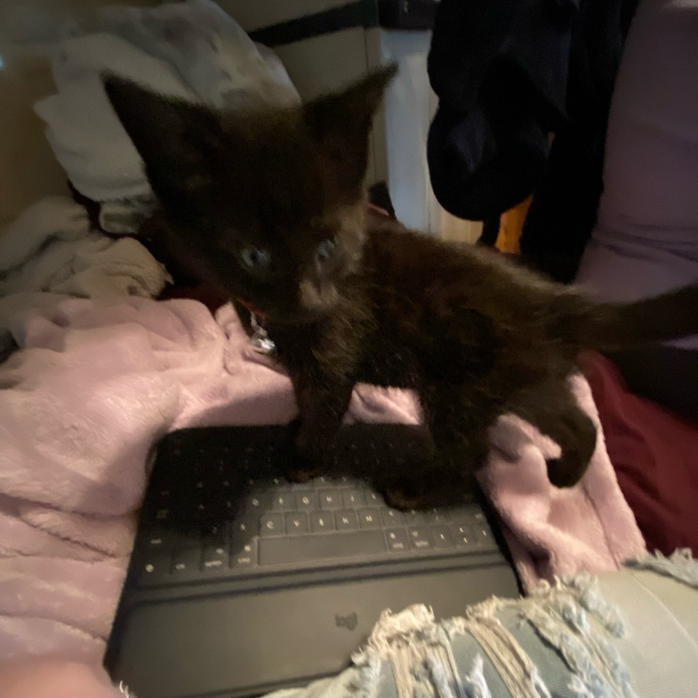 Meet your Posher, Kayla